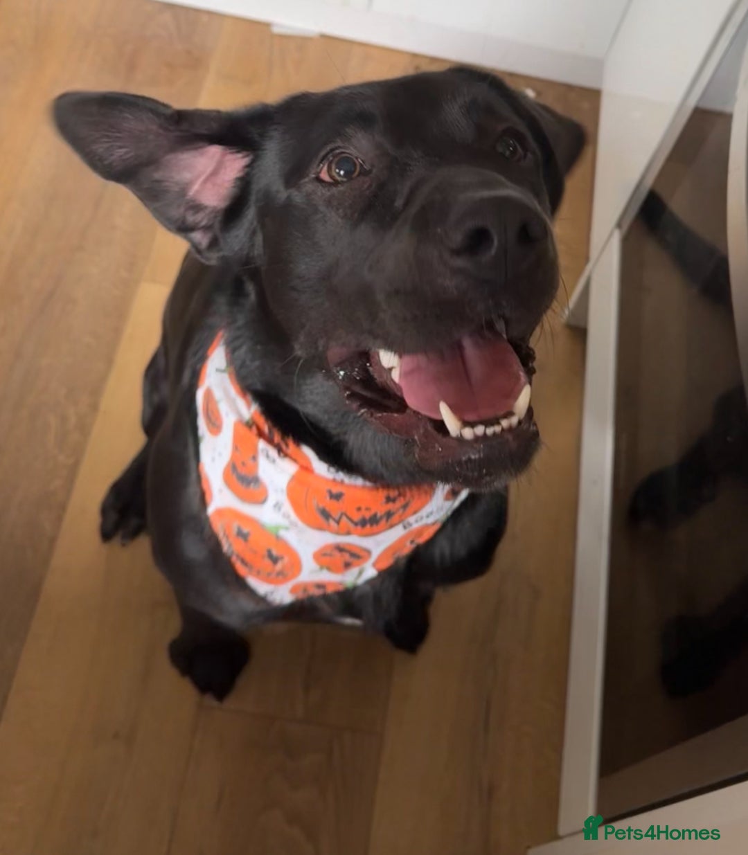 Mixed Breed dogs for sale: Beautiful bear 🐻  - Image 1