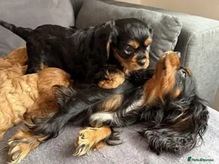 Cavalier King Charles Spaniel dogs Caviler king Charles puppies ready today - Advert 1