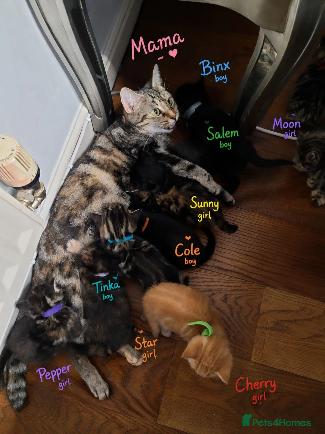 British Shorthair cats for sale: Beautiful Kittens 🐾Well Socialised, Loving  Pets - Advert 1