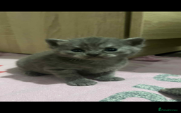 British Shorthair cats for sale: British shorthair kittens  - Image 18
