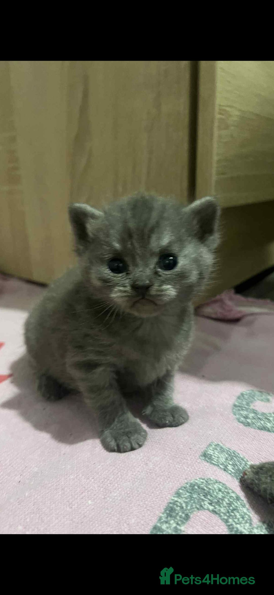 British Shorthair cats for sale: British shorthair kittens  - Image 18