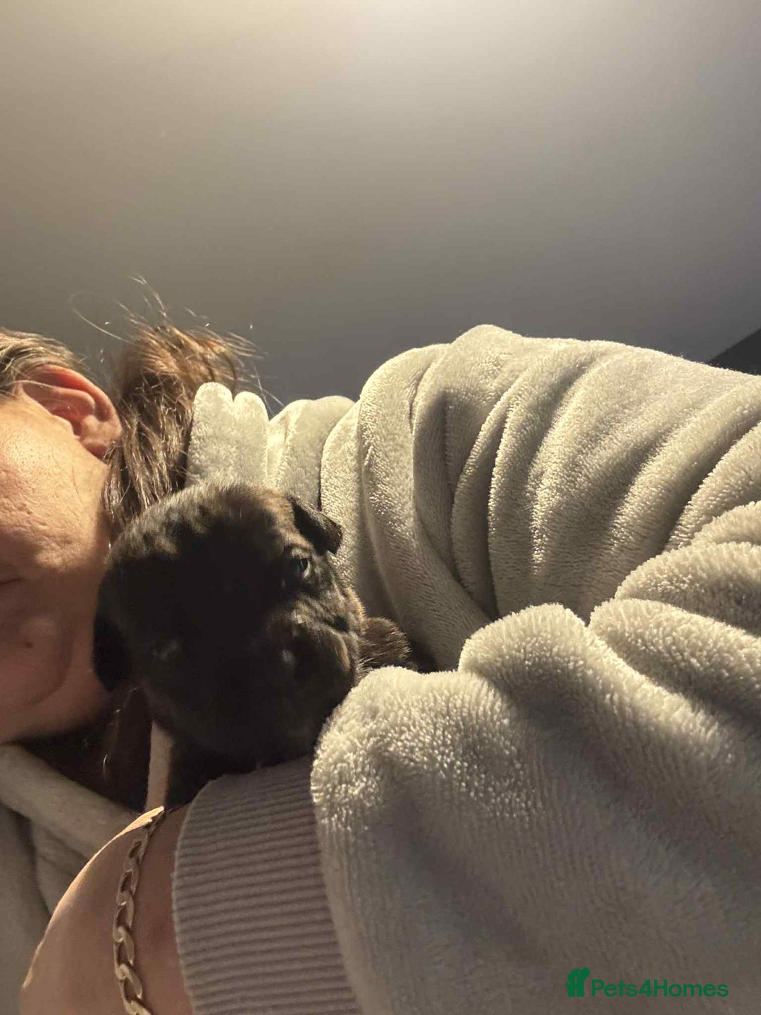 Mixed Breed dogs for sale: Cane corso puppys - Advert 26