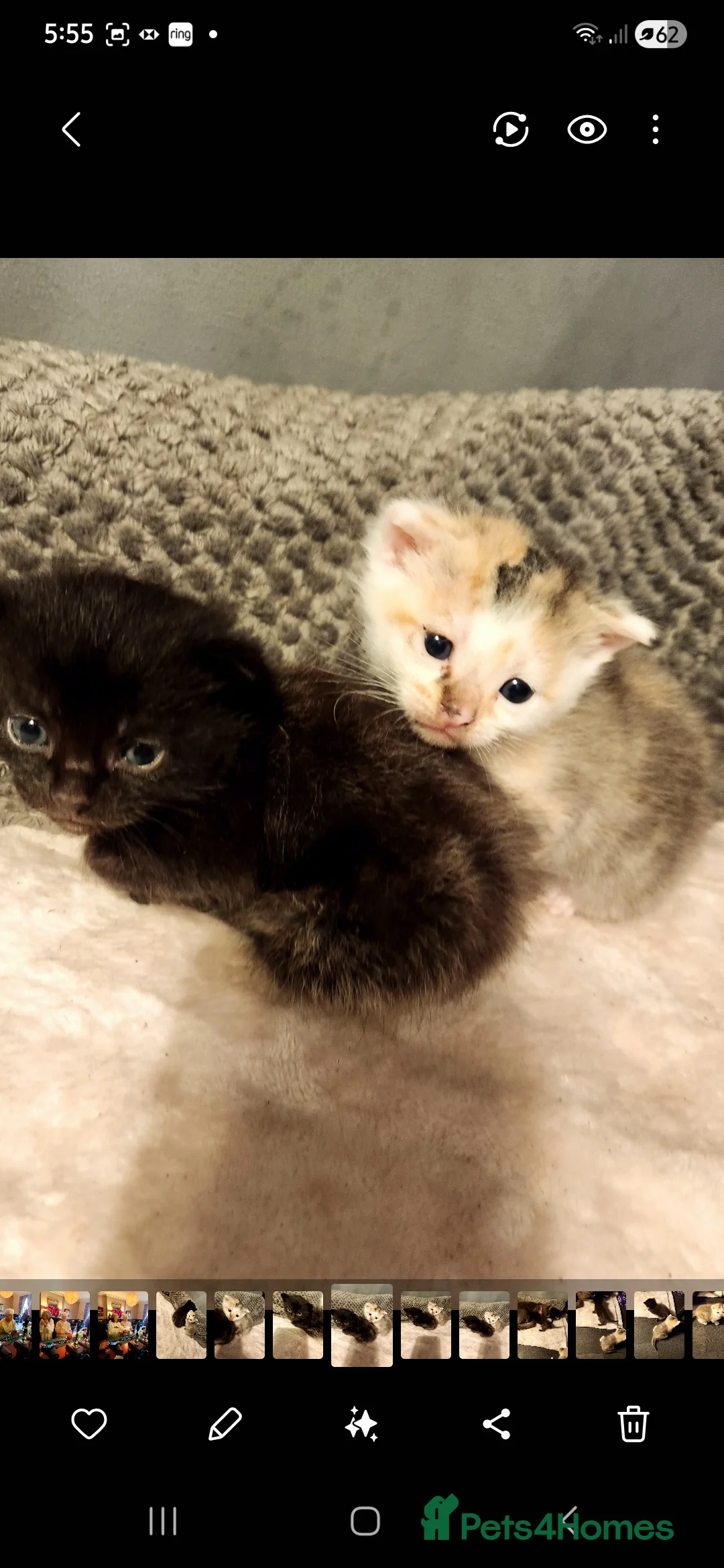British Shorthair cats for sale: 2 beautiful kittens looking for forever home  - Advert 1