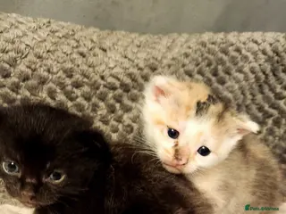 British Shorthair cats 2 beautiful kittens looking for forever home - Advert 2