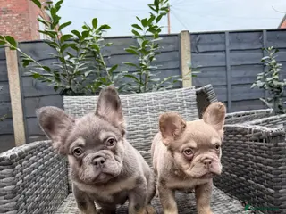 French Bulldog dogs New shade / pink fluffy frenchies - Advert 12