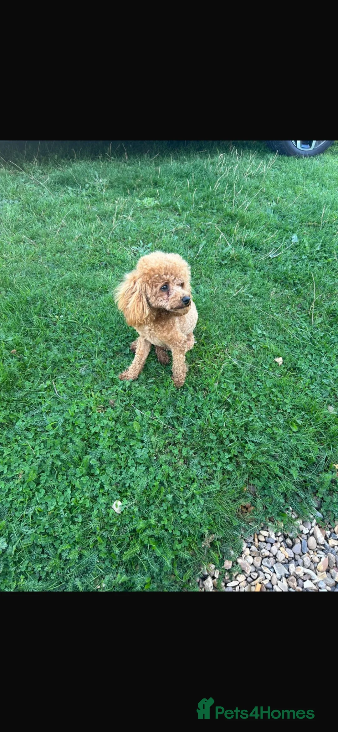 Toy Poodle dogs for stud: Stunning kc-reg  tiny red toy poodle  - Advert 3