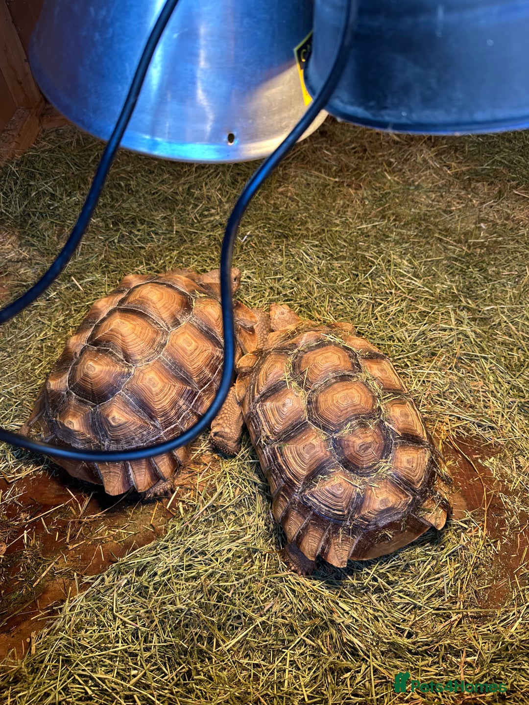 Tortoise reptiles for sale: Giant African Sulcata Pair - Advert 3