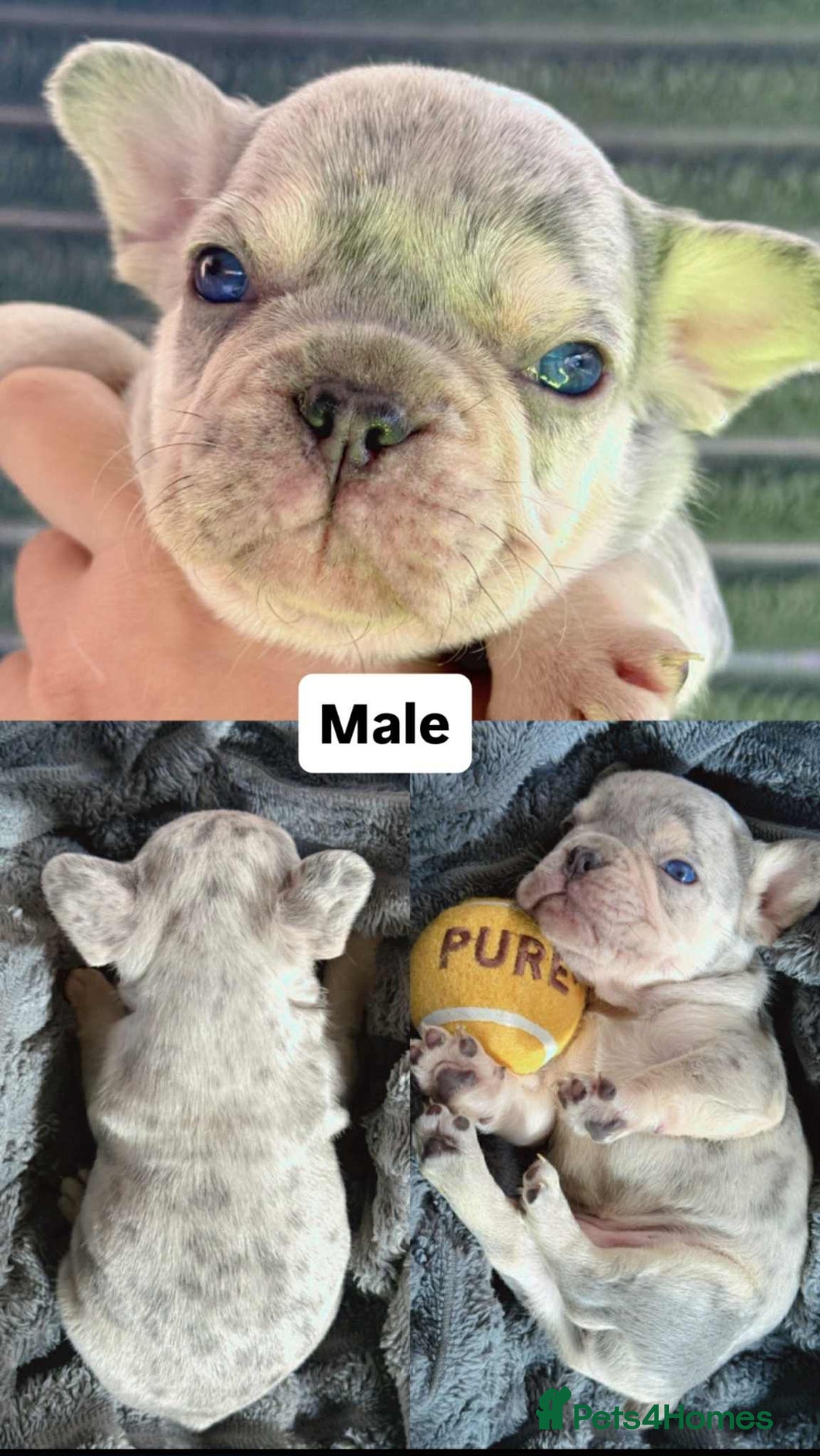 French Bulldog dogs for sale: French Bulldog – Secure Your Puppy Now! - Advert 6