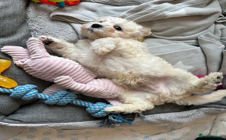 Cavachon dogs - Advert 3