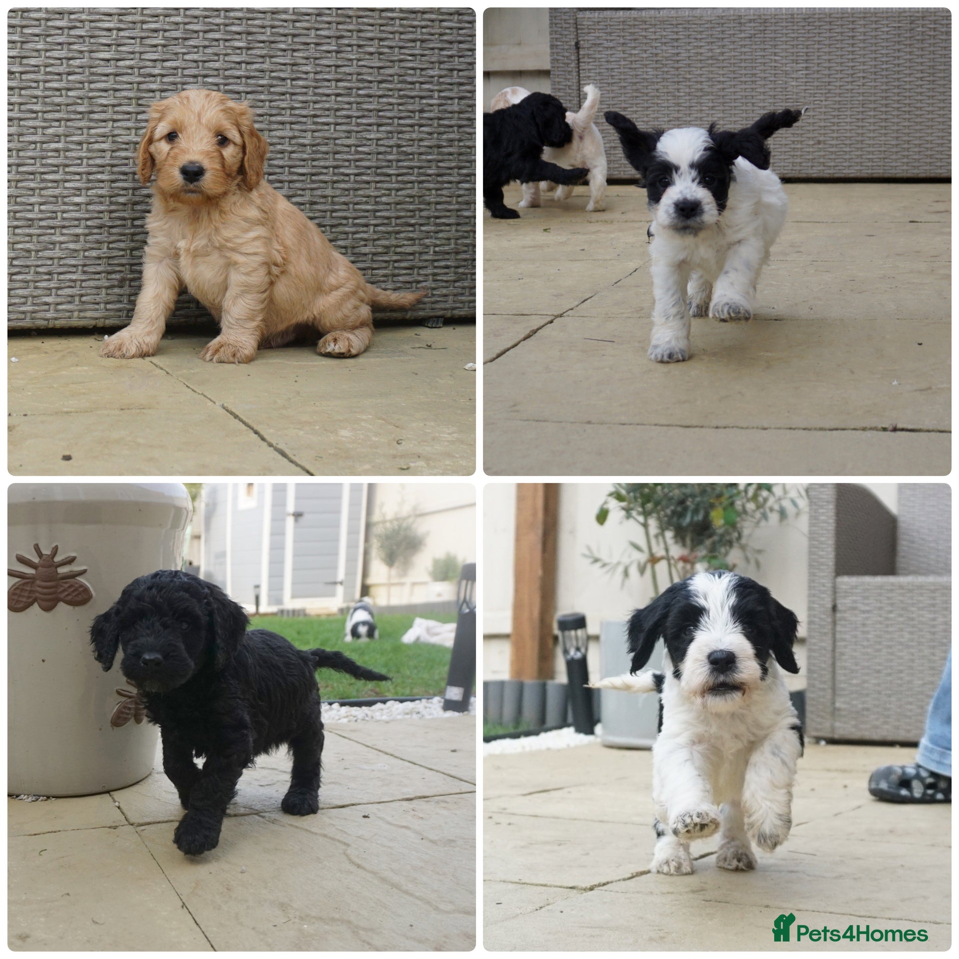 Cockapoo dogs Adorable cockapoos DNA Health tested parents - Advert 1