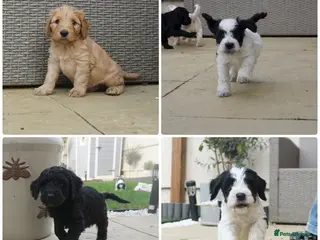 Cockapoo dogs Adorable cockapoos DNA Health tested parents - Advert 14