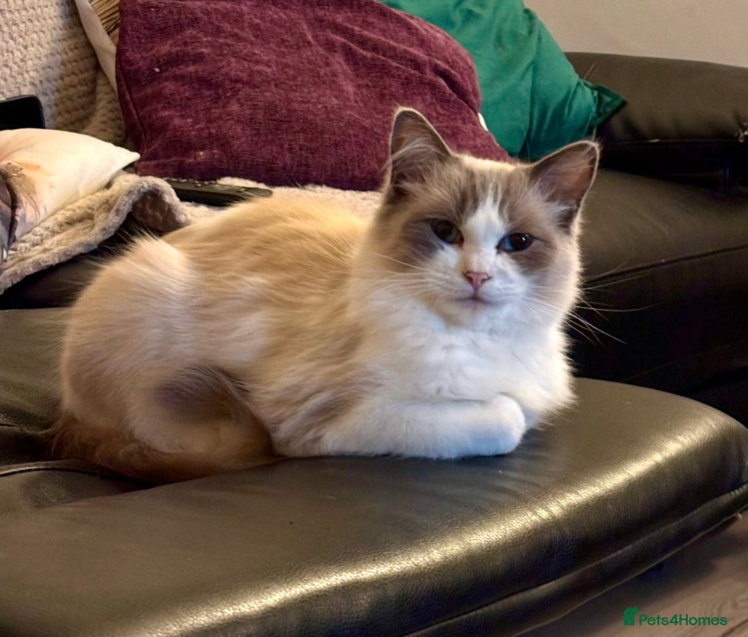 Ragdoll cats for sale: Ragdoll Kittens - Advert 6