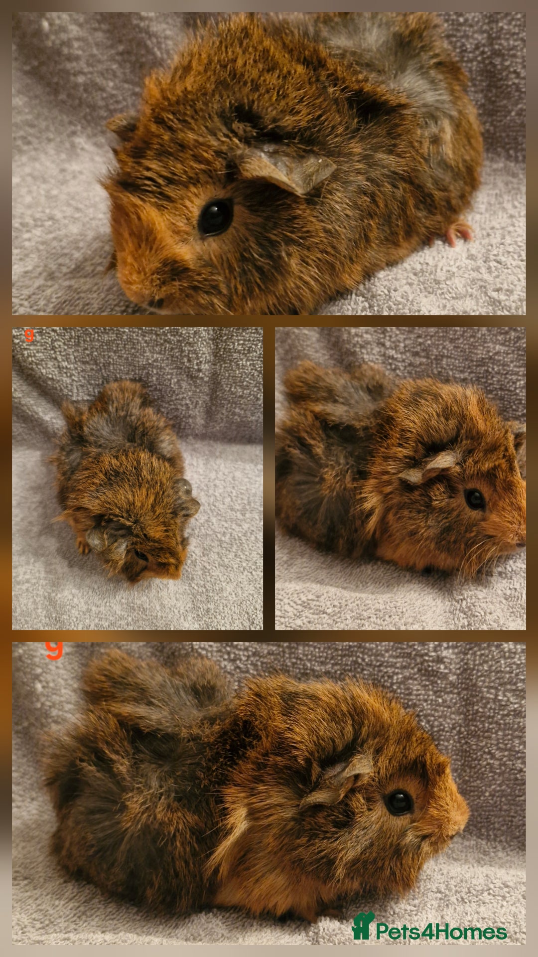 Guinea Pig rodents for sale: 2 sow's & 1 boar baby guinea pigs - Advert 2