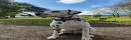 Dalmatian dogs for stud: Kalvadene nick of time - Stud Dog  in Stoke-on-Trent - Advert 7