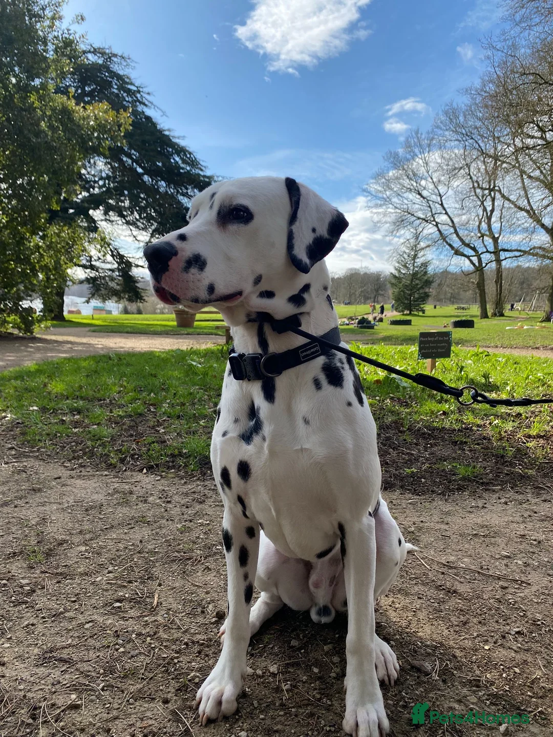 Dalmatian dogs for stud: Kalvadene nick of time - Stud Dog  - Advert 7