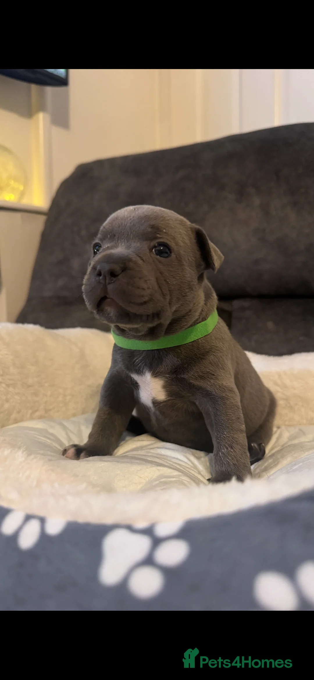 Staffordshire Bull Terrier dogs for sale: Staff puppies  - Advert 9