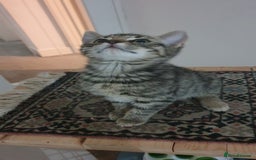 Mixed Breed cats for sale: Four kittens in search of their forever homes - Image 15