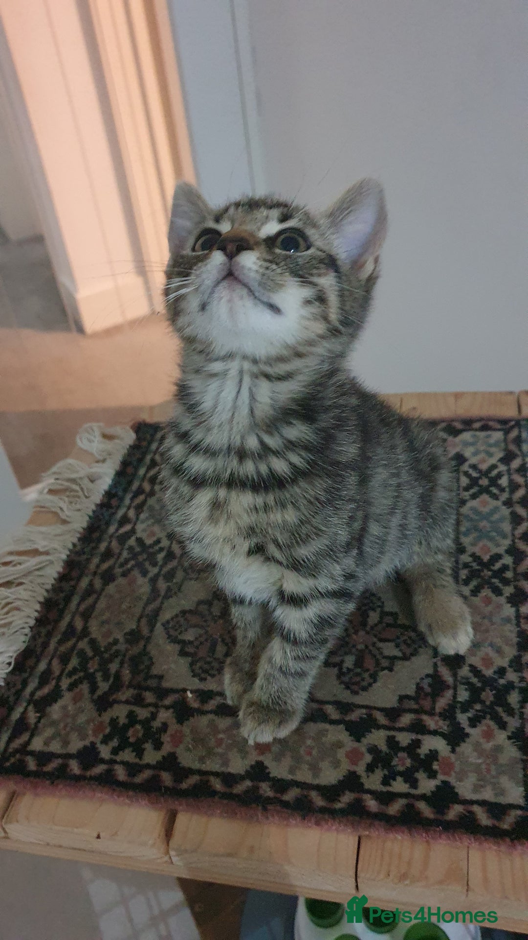 Mixed Breed cats for sale: Four kittens in search of their forever homes - Image 15