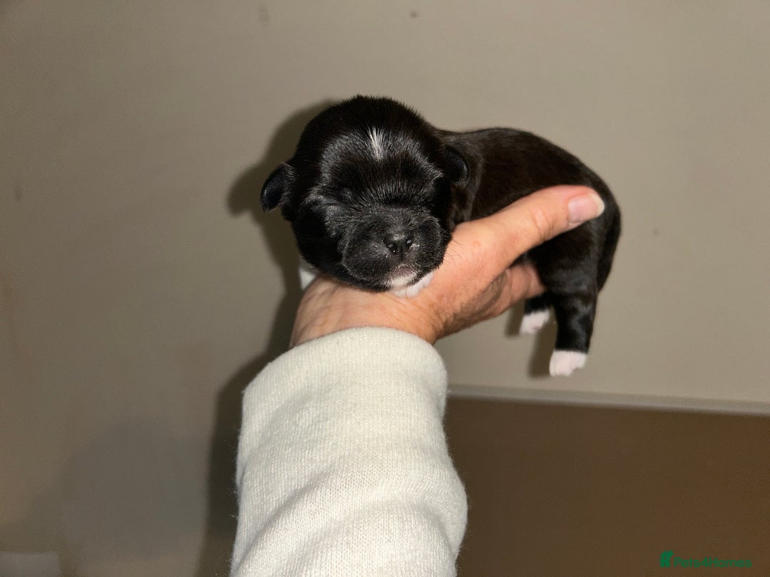 Lhasa Apso dogs for sale: KC Reg Lhasa Apso pups GPRA clear - Image 5