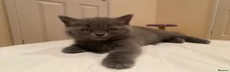 British Shorthair cats for sale: Amazing Pedigree British Shorthair Kittens  - Advert 3