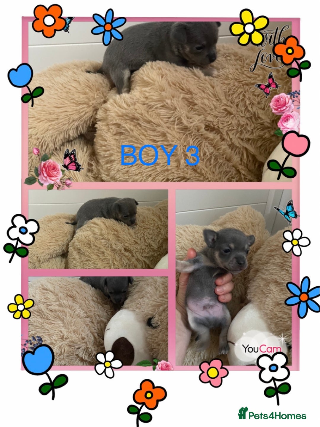 Chihuahua dogs for sale: Beautiful Merle Chihuahua Puppies  - Advert 7