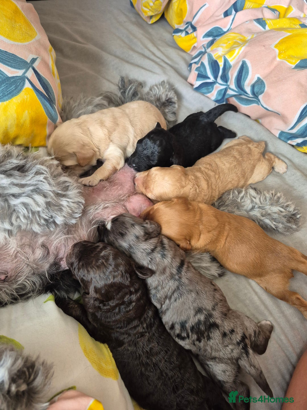 Cockapoo dogs for sale: Handsome Cockapoo Alpha Boy 8 weeks old  - Image 11