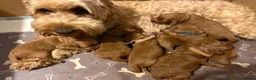 Cockapoo dogs for sale: F1B miniature cockapoo puppies. 10 days old - Advert 3