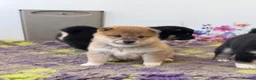 Japanese Shiba Inu dogs for sale: Elite Japanese Shiba Inu puppies, pure excellence - Advert 13