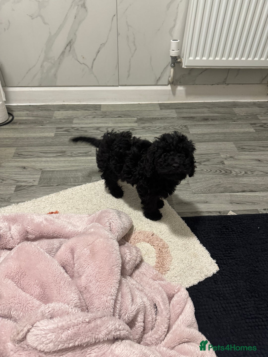 Cockapoo dogs for sale: Cockapoo black pup - Image 4