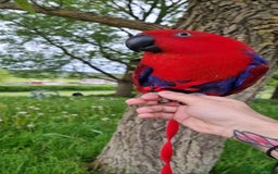 Parrots birds for sale: Eclectus Parrot  - Image 7