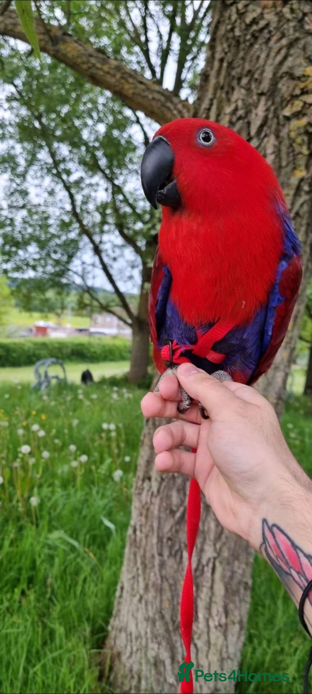 Parrots birds for sale: Eclectus Parrot  - Image 7