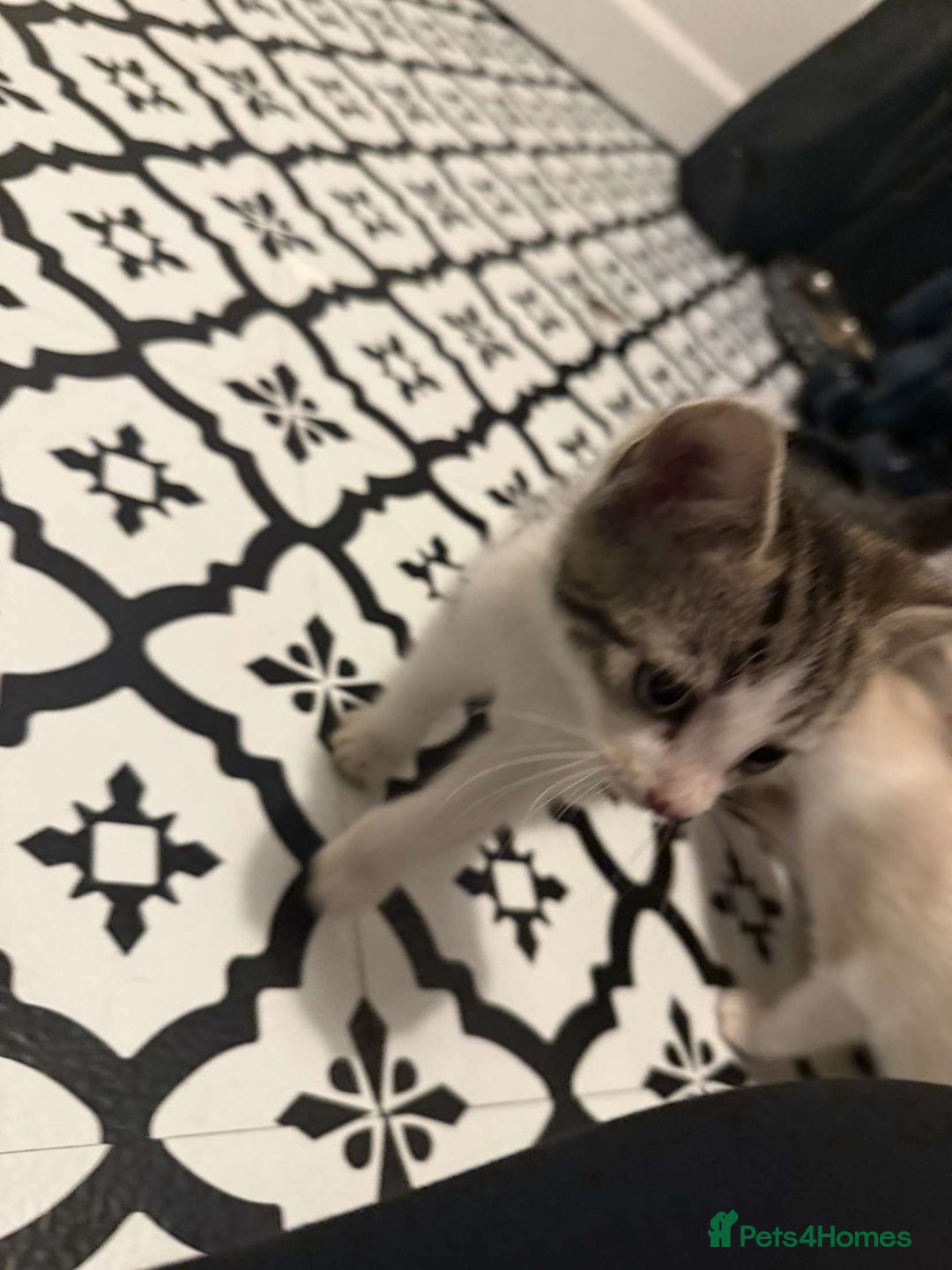 Domestic Shorthair cats for sale: 2 Male 2 female kittens  - Image 2