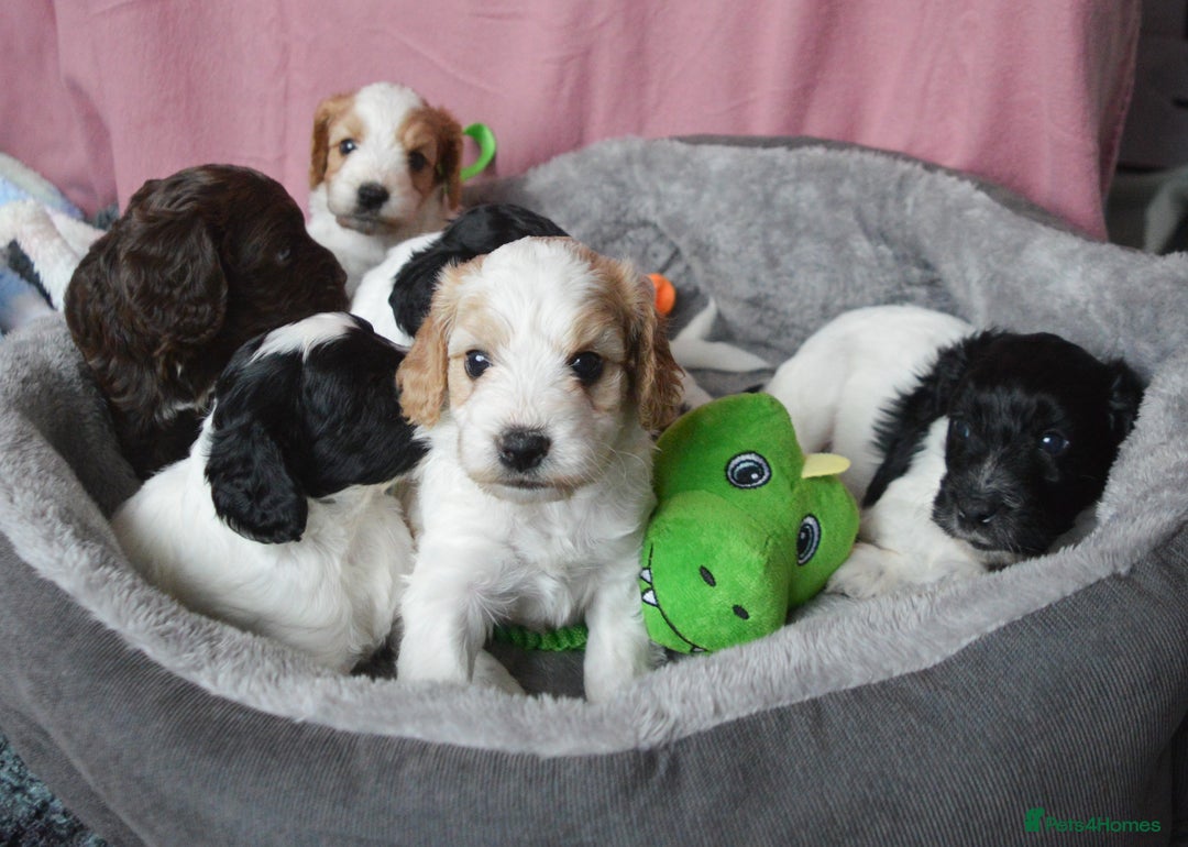 Cockapoo dogs for sale: Bouncy black & white Cockapoo - Image 6