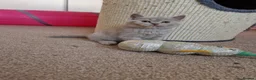 British Shorthair cats for sale: ✨ British Shorthair Kittens - Ready Now✨ - Advert 20