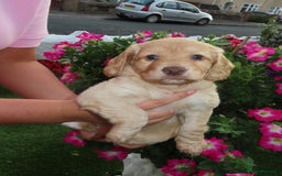 Cockapoo dogs for sale: Beautiful cockerpoo puppies  - Image 2