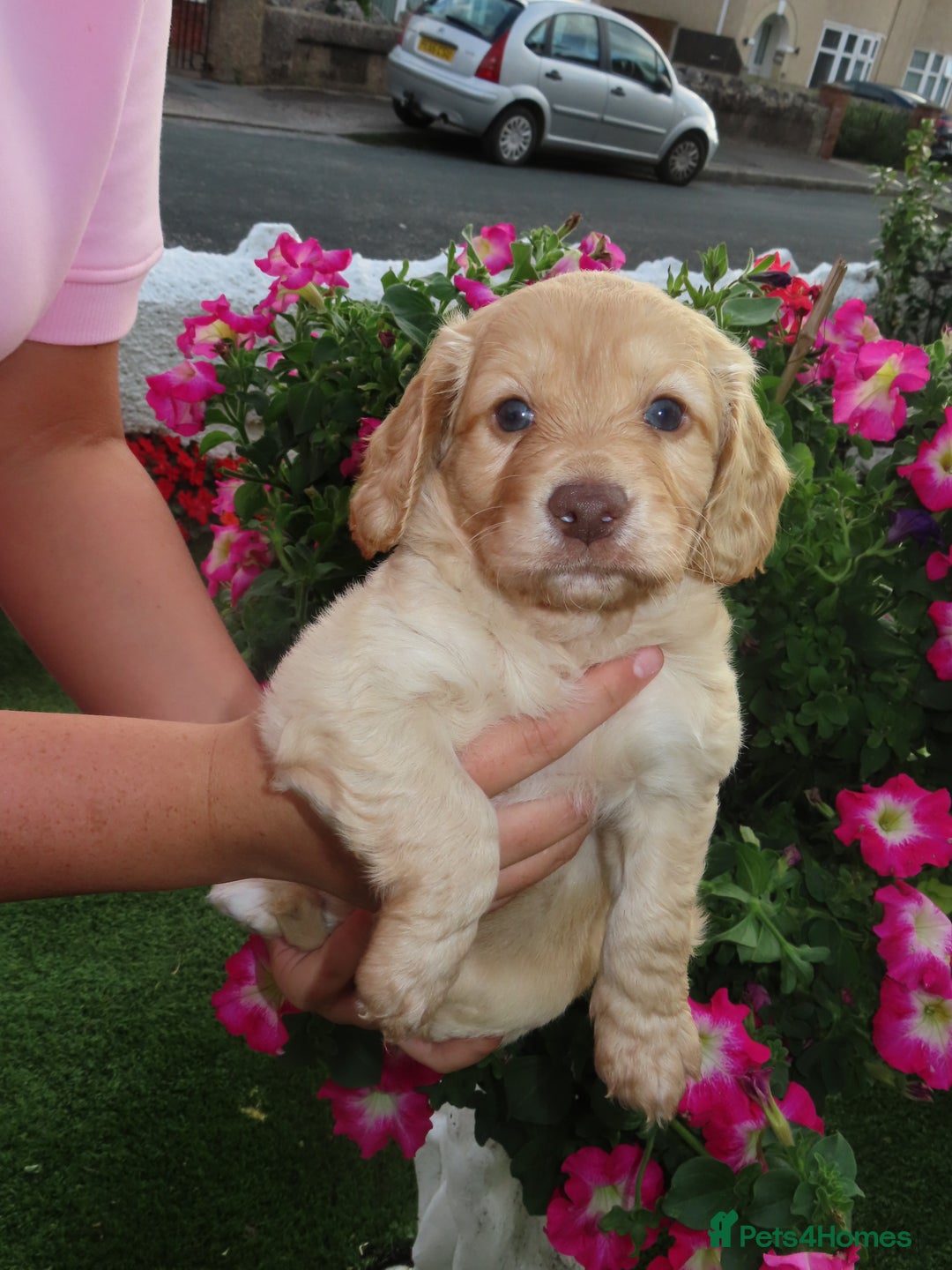 Cockapoo dogs for sale: Beautiful cockerpoo puppies  - Image 2