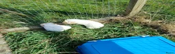Guinea Pig rodents for sale: Baby boys available  - Advert 8