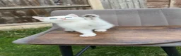 British Shorthair cats for sale: British cats - Advert 8