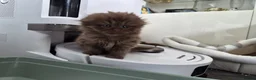 Scottish Fold cats for sale: Scottish fold and stright. Playful 5 females  - Advert 12