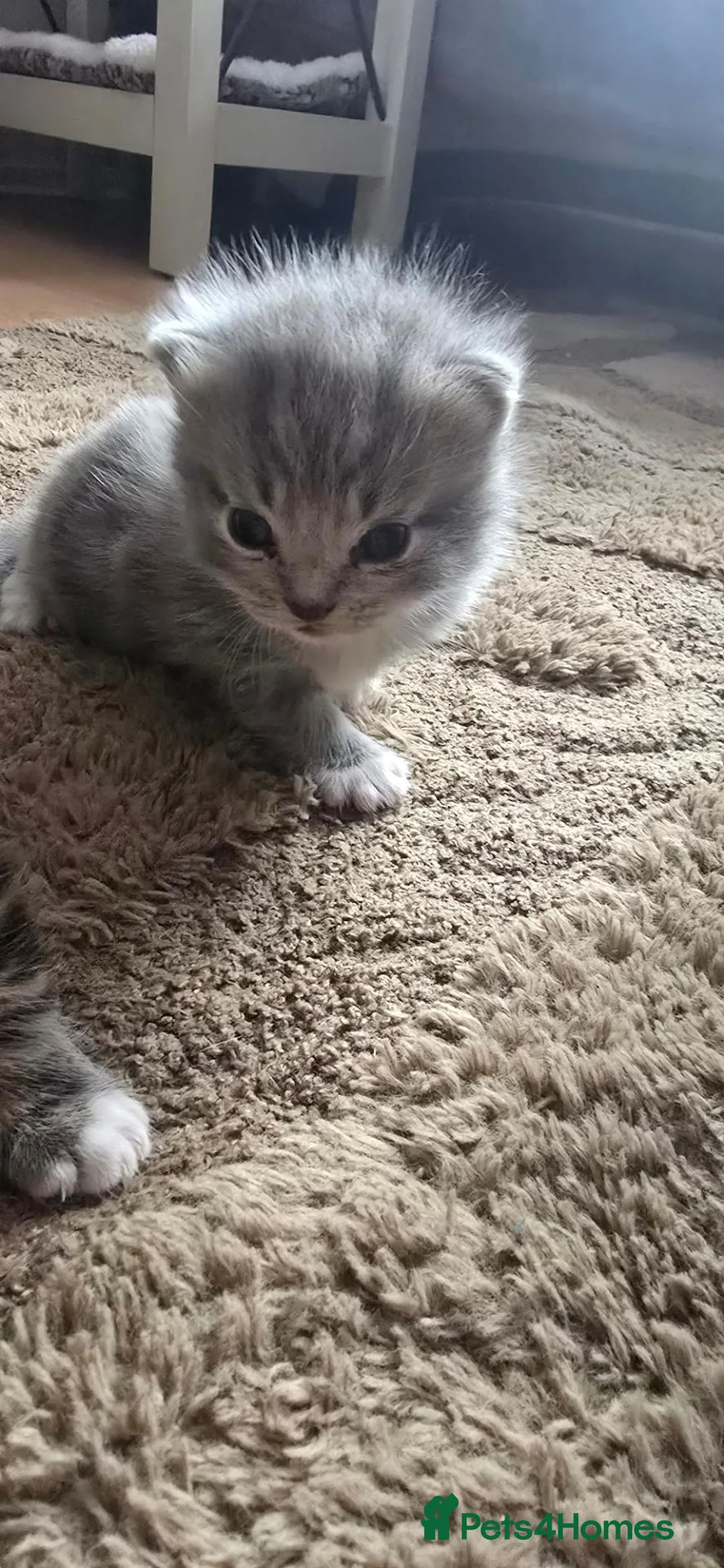 British Shorthair cats for sale: Sweet British little ones - Advert 11