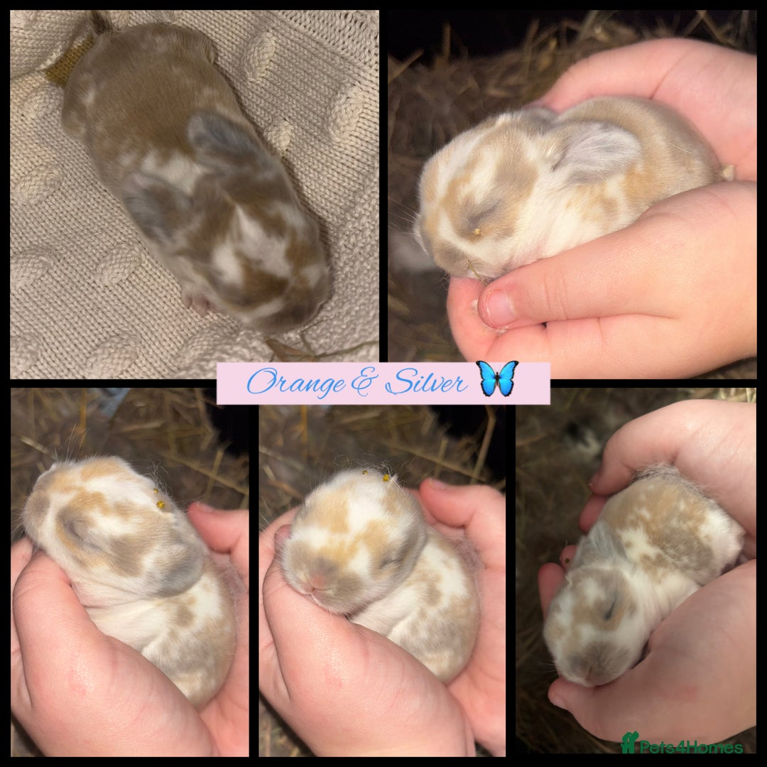 Mini Lop rabbits for sale: Mini Lop Butterfly new born bunnies  - Advert 6