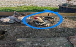 Chickens poultry for sale: Pekin bantams - Image 3