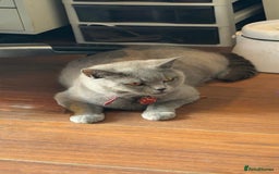 British Shorthair cats for sale: Pure bread British shorthair for sale - Image 3