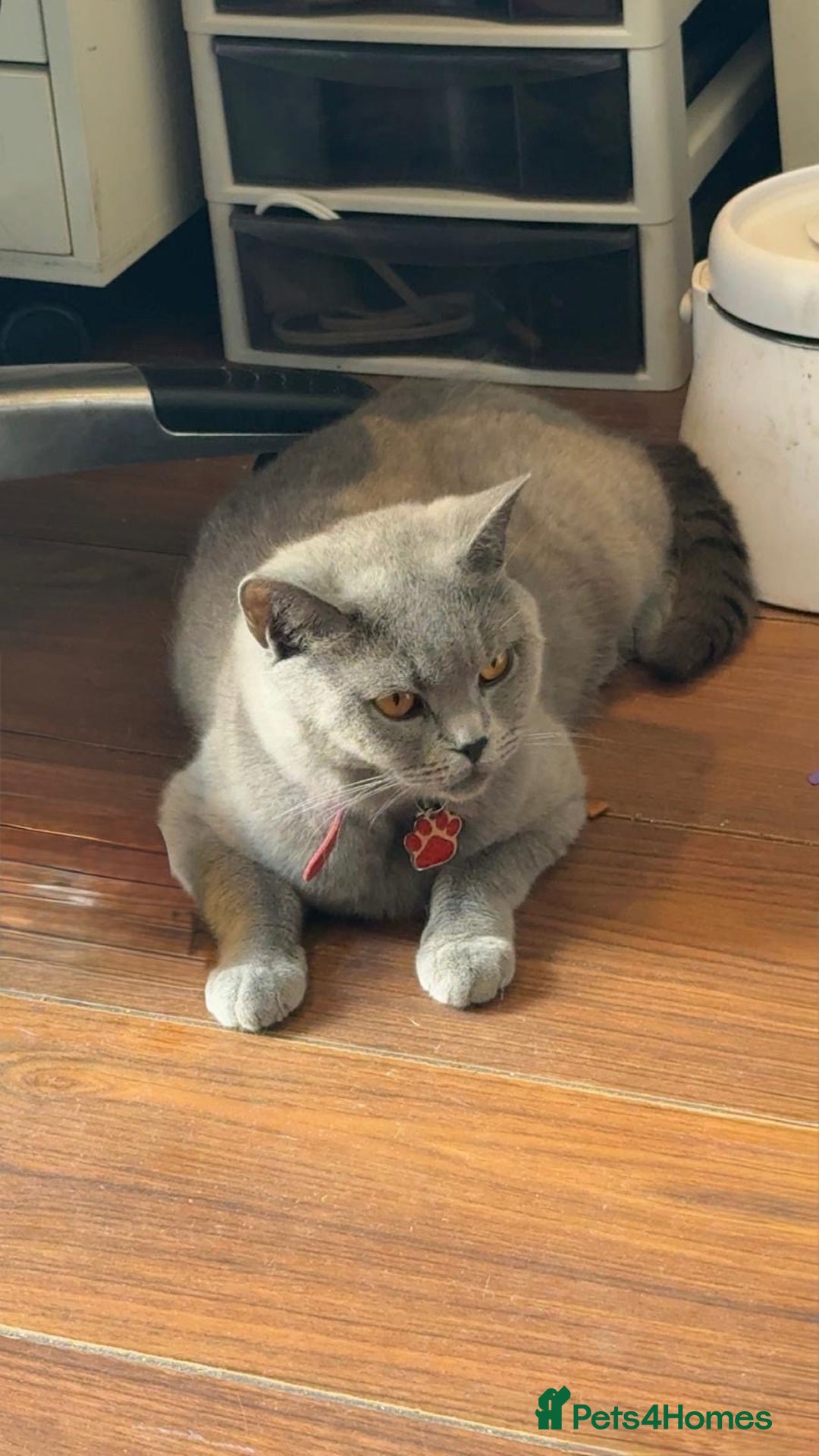 British Shorthair cats for sale: Pure bread British shorthair for sale - Image 3
