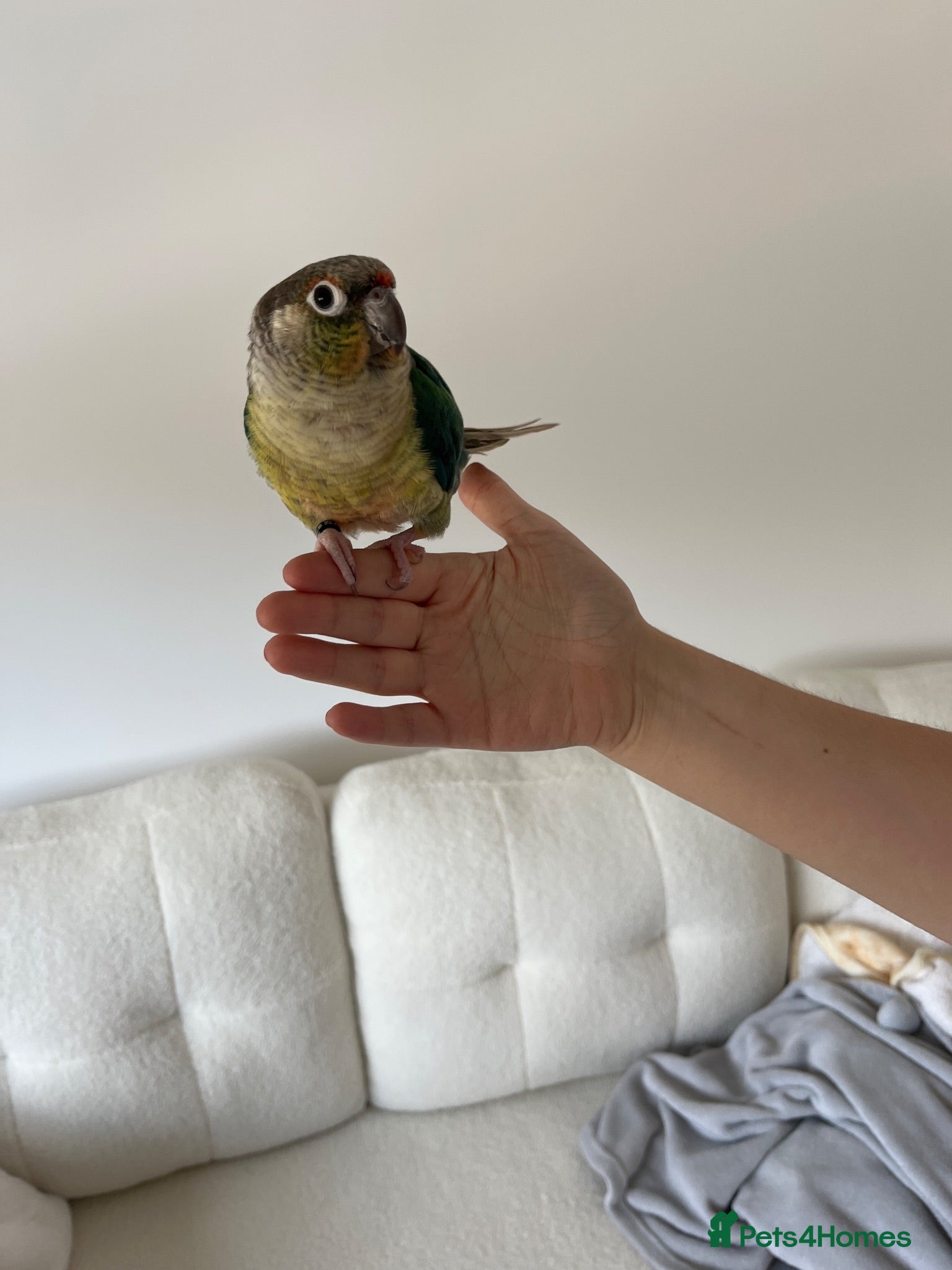 Conures birds Green cheek conure  - Advert 1
