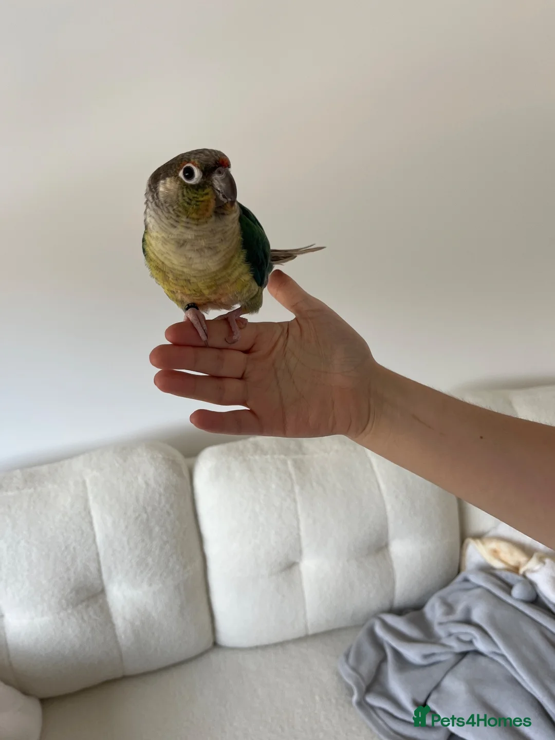 Conures birds for sale: Green cheek conure  in Hartlepool - Advert 1