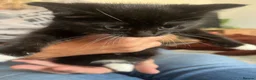 Mixed Breed cats for sale: READY NOW 2 kittens for sale - Advert 2
