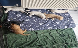 Cocker Spaniel dogs for sale: Beautiful cocker spaniel puppies - Image 19
