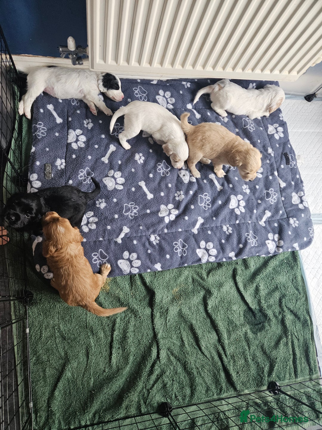 Cocker Spaniel dogs for sale: Beautiful cocker spaniel puppies - Image 19