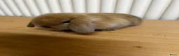 Mini Lop rabbits for sale: Baby mini lop bunnies  - Advert 4